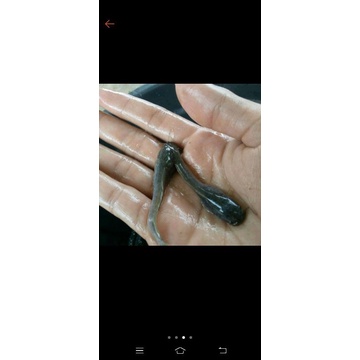 

lele Sangkuriang 9-10cm