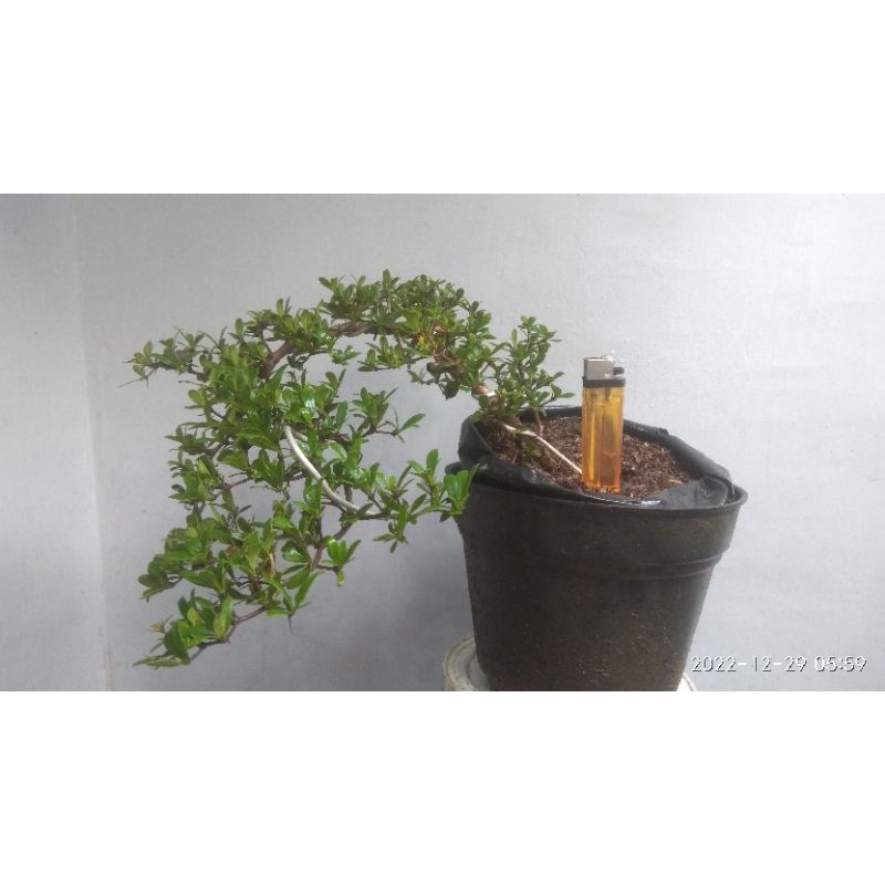 bakalan bonsai black olive