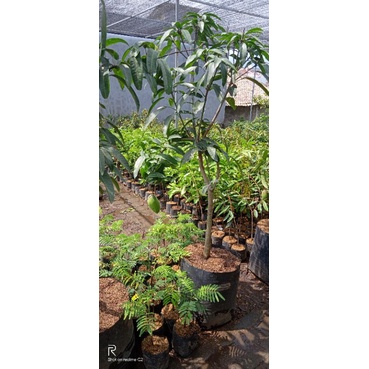 pohon mangga irwin kondisi berbuah siap berbuah terus menerus