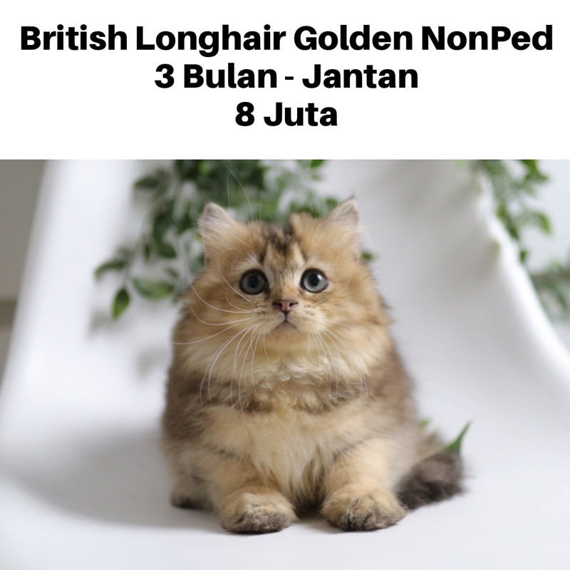 Kucing Kitten Persia British Longhair Golden Non Ped, SHOPEE : NEKOPETHOUSE