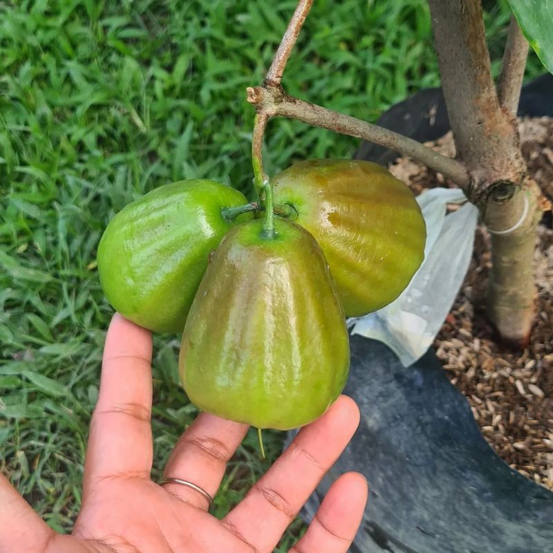 Pupuk Booster Organik Pelebat Buah Jambu Air Dan Perangsang Agar Cepat Berbuah