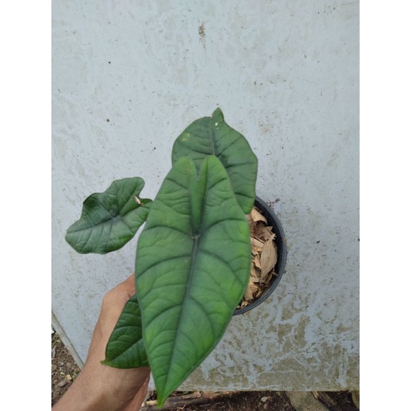 alocasia bisma/tanaman hias alocasia
