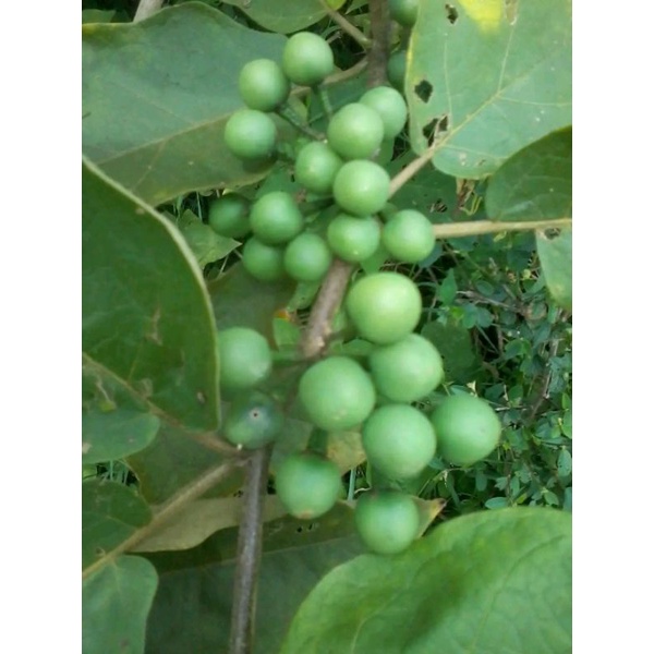 

Rimbang 500 gram fresh cepokak