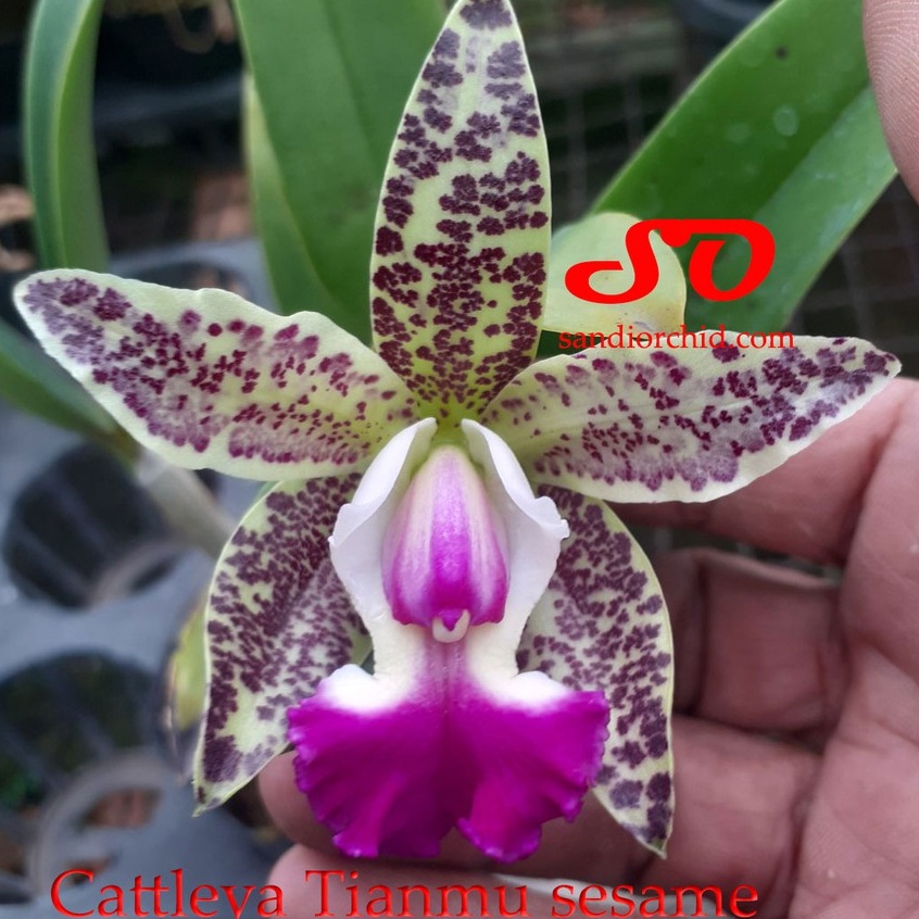 [ DEWASA ] Cattleya Tian Mu "Sesame"