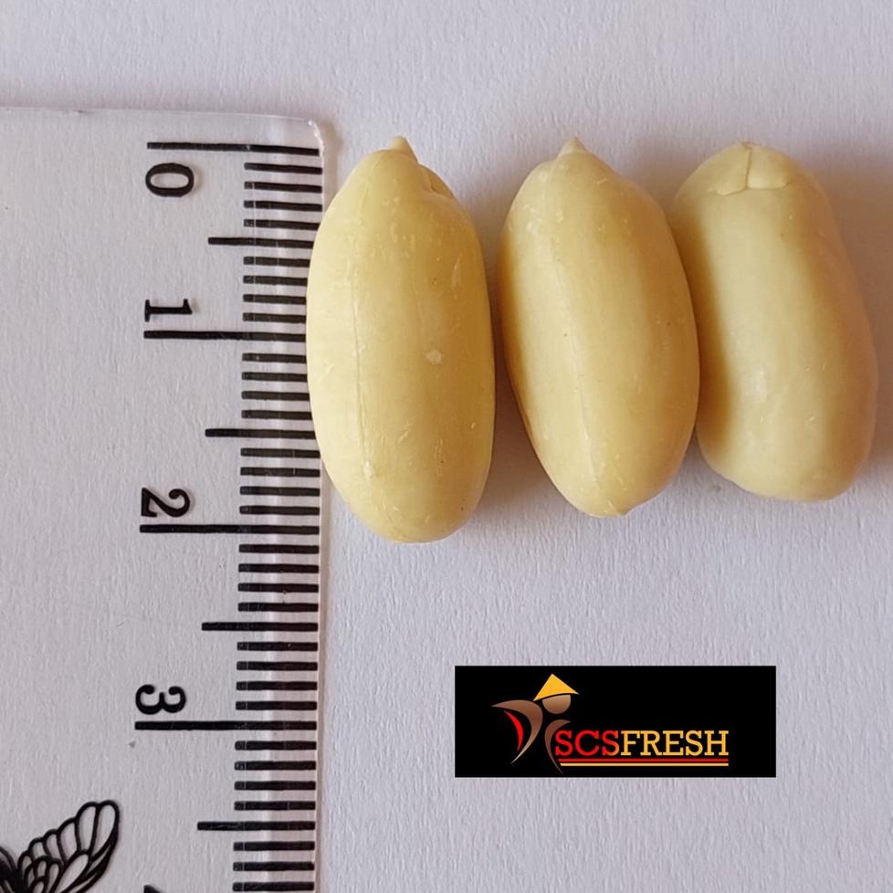 

zv✽Grosir❂➺ Kacang Tanah Kupas / Kacang Kupas Super ukuran BESAR/SEDANG/KECIL (1 KG) 081