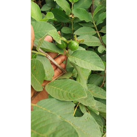 bibit jambu kristal sudah berbuah