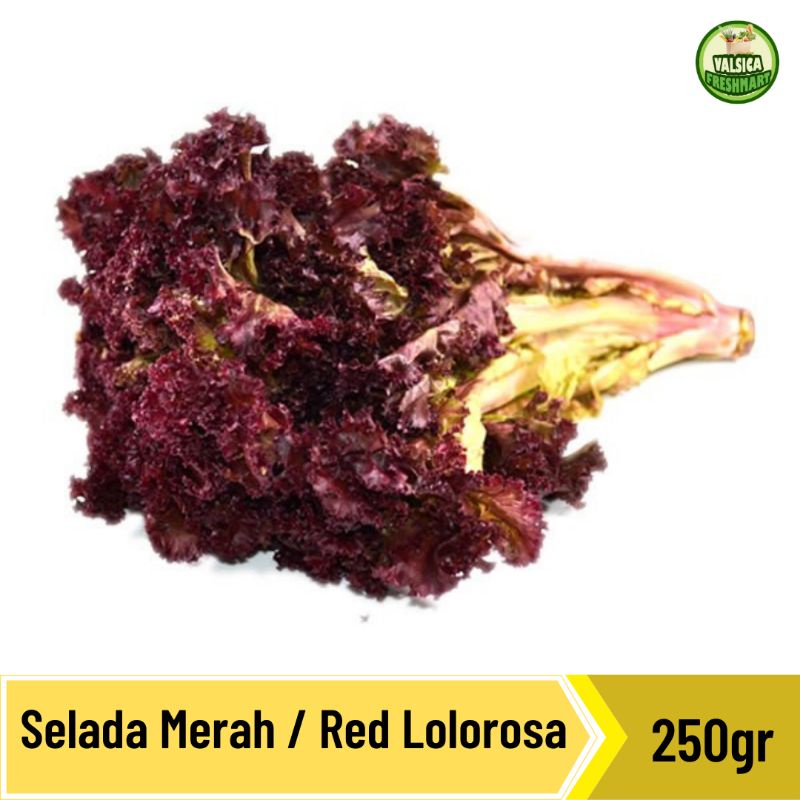 

Selada Merah / Red Lolorosa Organik - 250gr