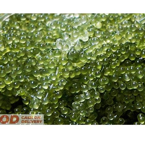 

(R1)I♫♪) Anggur laut Hijau ( Sayur Laut Segar ) langsung kirim