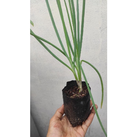 bibit bawang perai/bawang daun/daun bawang