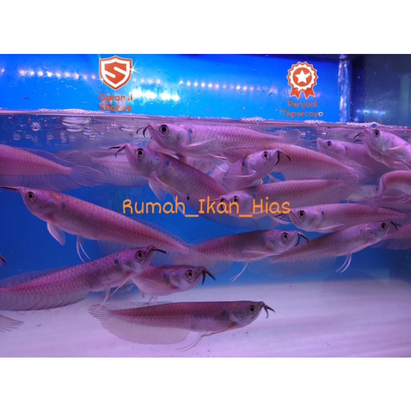 Arwana silver red 12-14cm