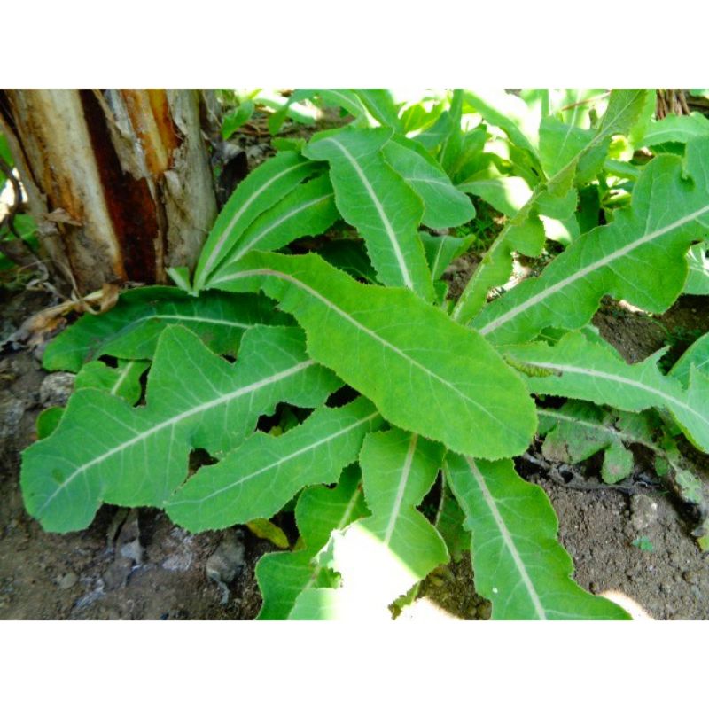 

daun tempuyung segar 100gram meluluhkan batu ginjal
