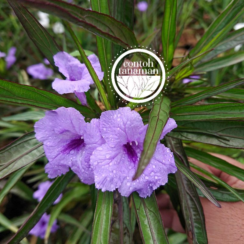 Ruellia Simplex Kencana Ungu