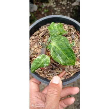 anthurium forgetti variegated