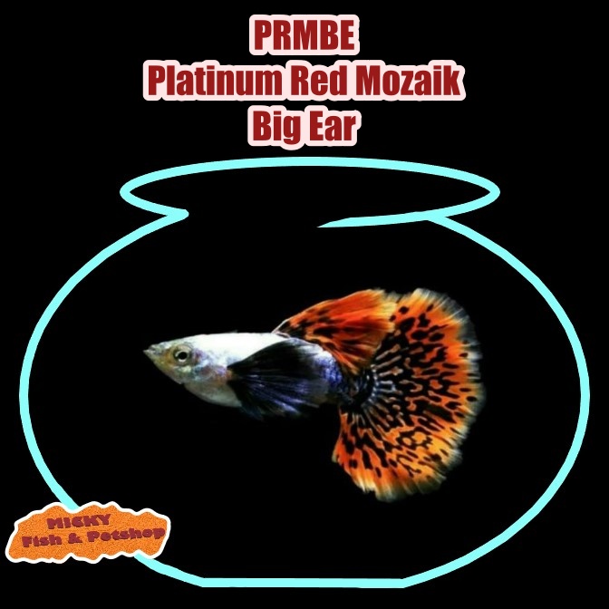 Guppy PRMBE Platinum Red Mozaik Big Ear Jantan Grade