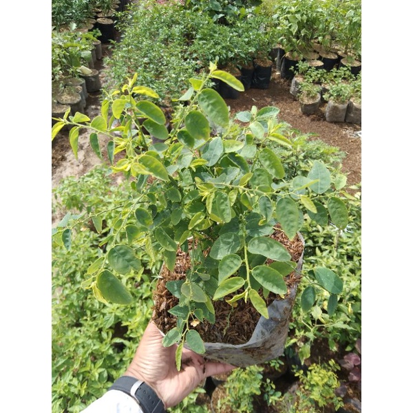 BIBIT DAUN KATUK