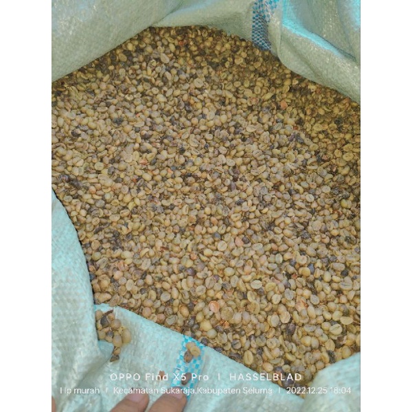 

BIJI KOPI BENGKULU SUDAH DI TAMPI