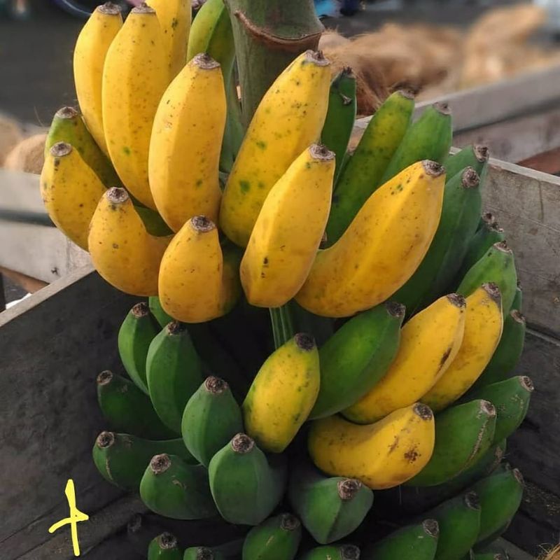 Pupuk Booster Organik Pelebat Buah Pisang Dan Perangsang Agar Cepat Berbuah