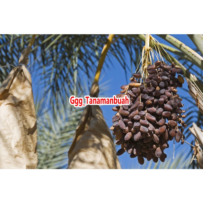 Bibit kurma ajwa super cepat berbuah