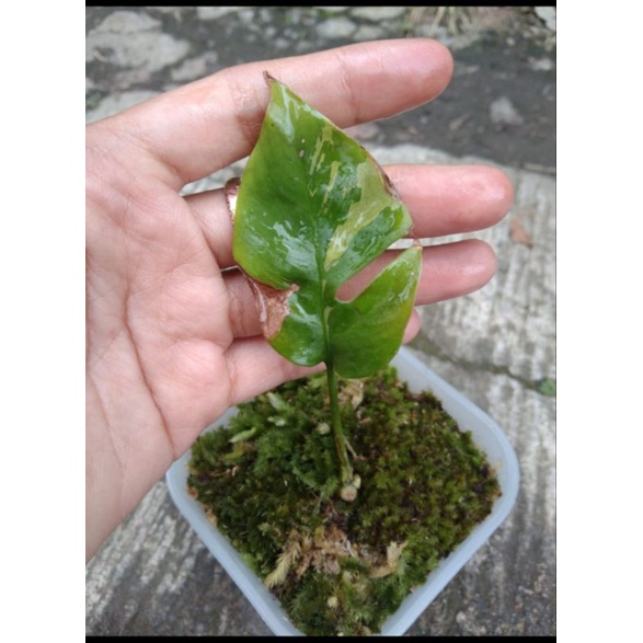 raphidopora tetrasperma varigata