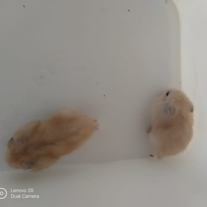 HAMSTER WINTER ARGENTE LINCAH JINAK GESIT SEHAT