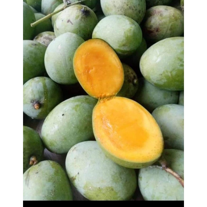 Jual Mangga Kaweni Mangga Manis Mangga Fresh Shopee Indonesia 