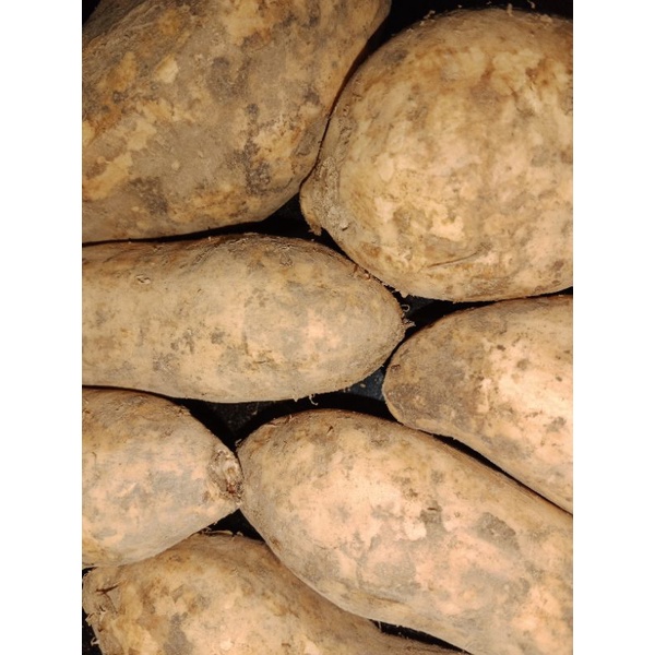 UBI CIREMBU FRESH DAN KERING UKURAN 1KG