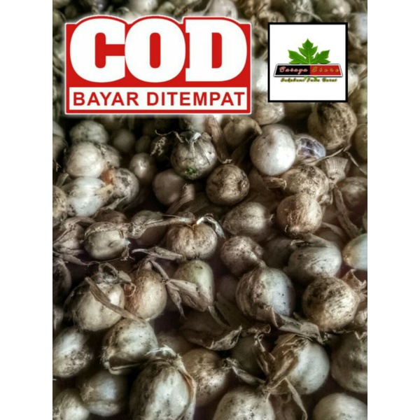 

Bahan Bumbu Rempah Jual Kapulaga Basah Hasil Panen Langsung Bisa Cod Mampu Menurunkan Tekanan Darah