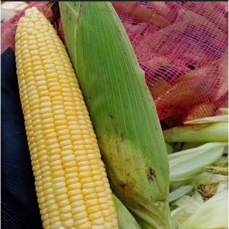 

jagung manis