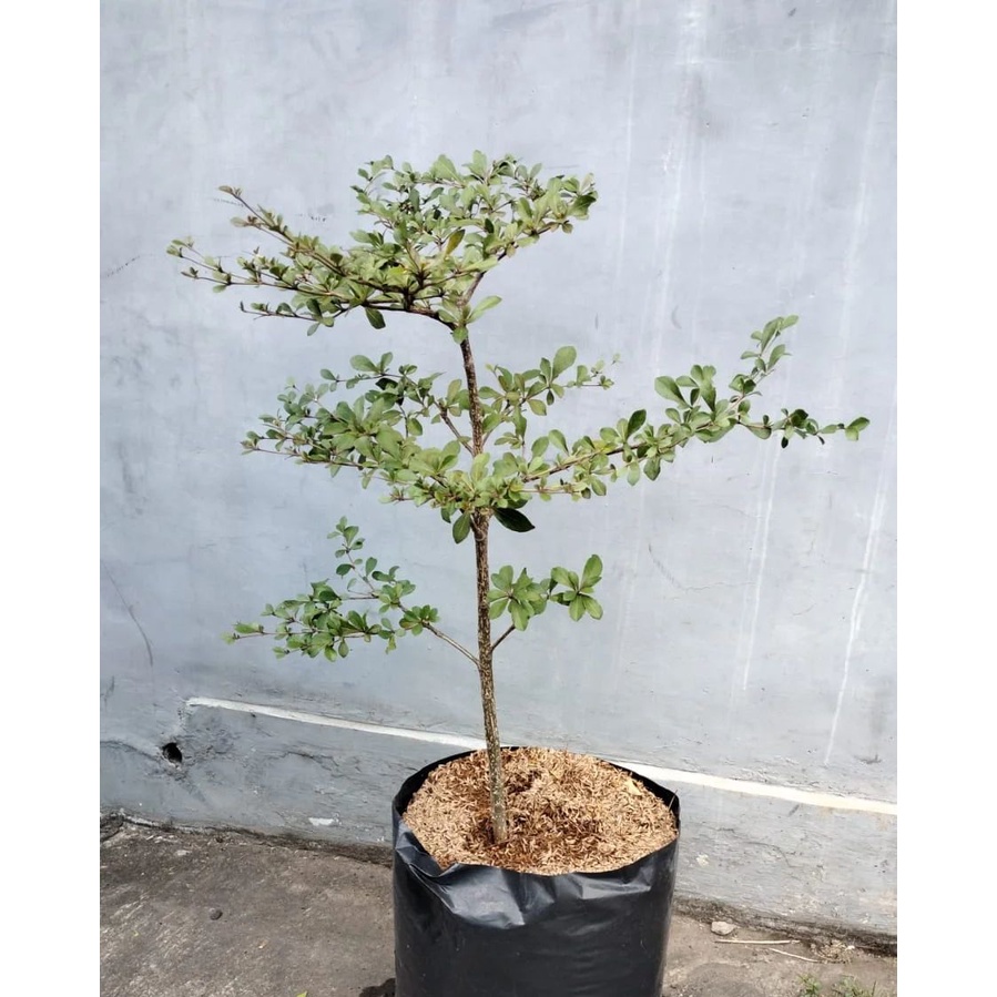 Jual Tanaman Ketapang kencana / pohon ketapang teduh / Terminalia ...