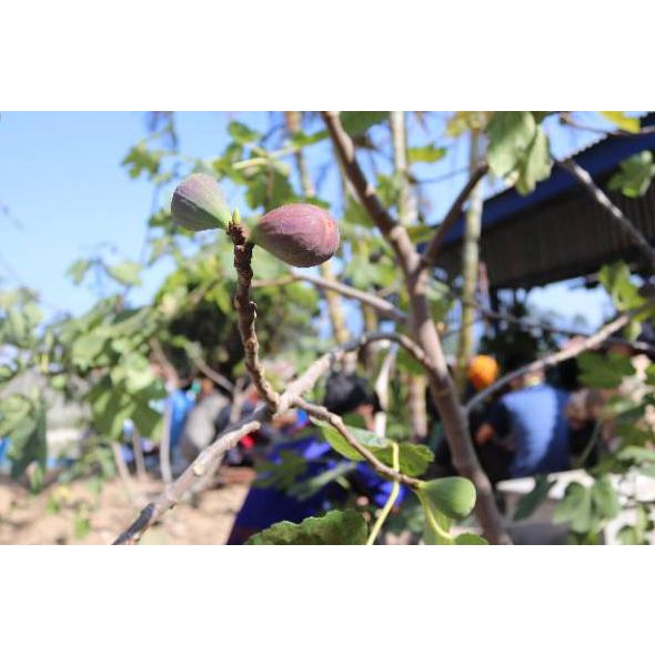 

➤Premium Buah tin Ara yordania fresh Organik 150gram [278]