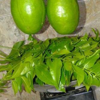 

PRODUK KEREN Daun kedondong muda 200 grm fresh di petik jika ada pesanan ♯ 871