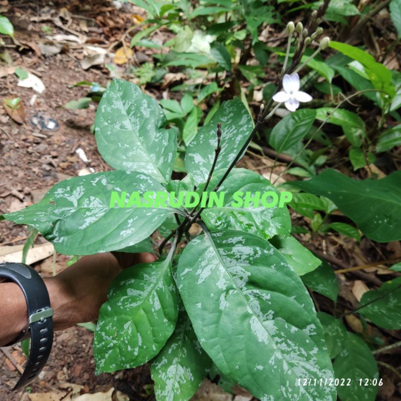 

[Fresh] BIBIT PSEUDERANTHEMUM VARIABILE BUNGA PASTEL BUNGA CINTA PERPOHON