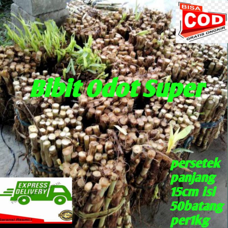 BIBIT RUMPUT ODOT PER SETEK PANJANG 15CM ISI 50 BATANG TERMURAH