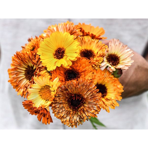 Benih Bibit Biji - Bunga Calendula Playtime Mix (Calendula officinalis) Flower Seeds - IMPORT