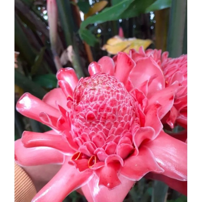 

Kecombrang organik fresh mekar