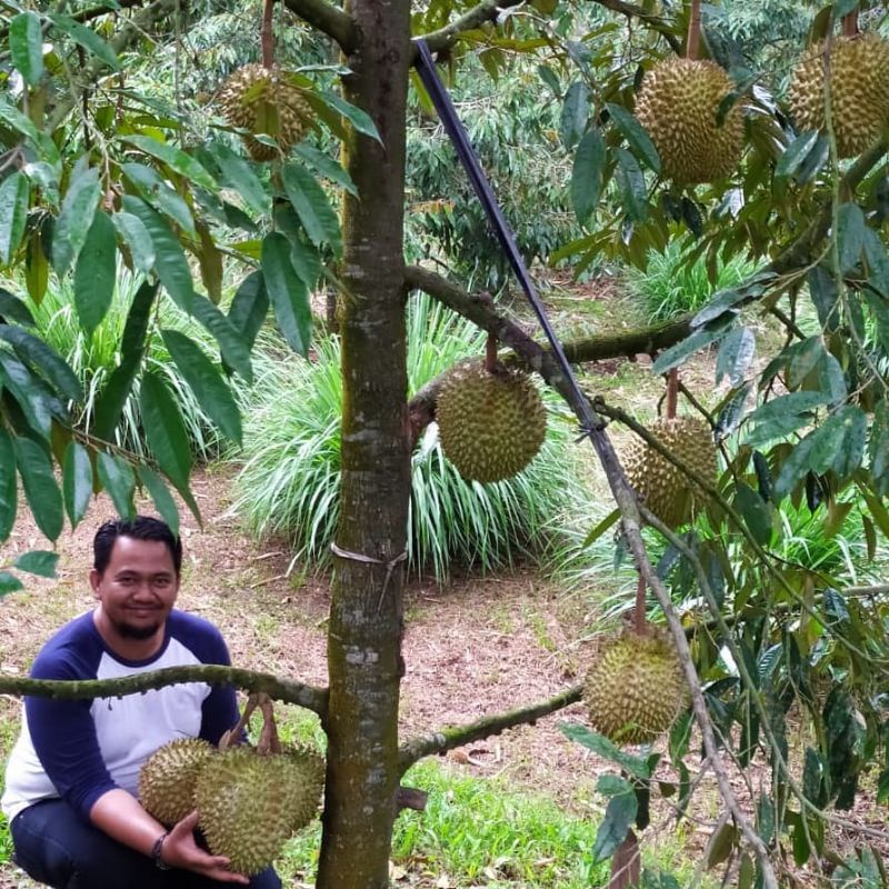 Pupuk Booster Organik Pelebat Buah Durian Dan Perangsang Agar Cepat Berbuah