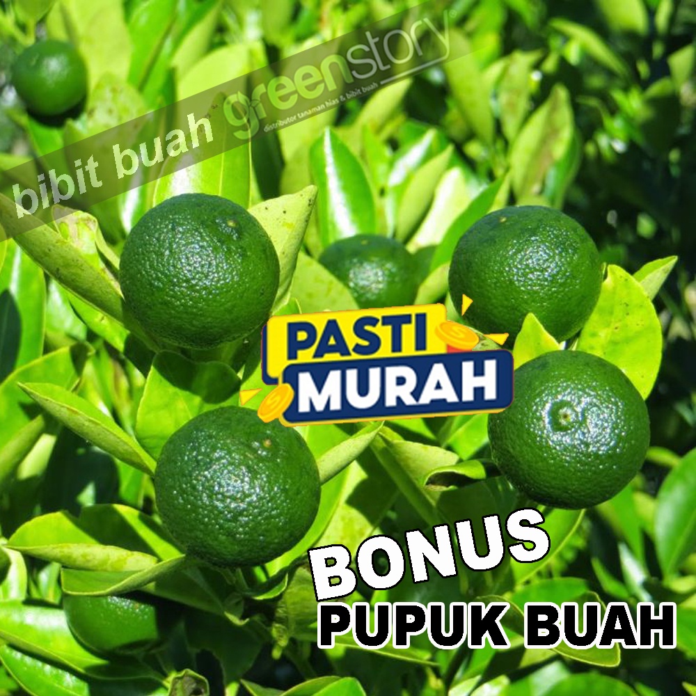 Bibit Jeruk Limau Kasturi berbuah | Bibit Jeruk Kolomonde Sonkit Kip Kalamansi / bibit Jeruk Kunci |