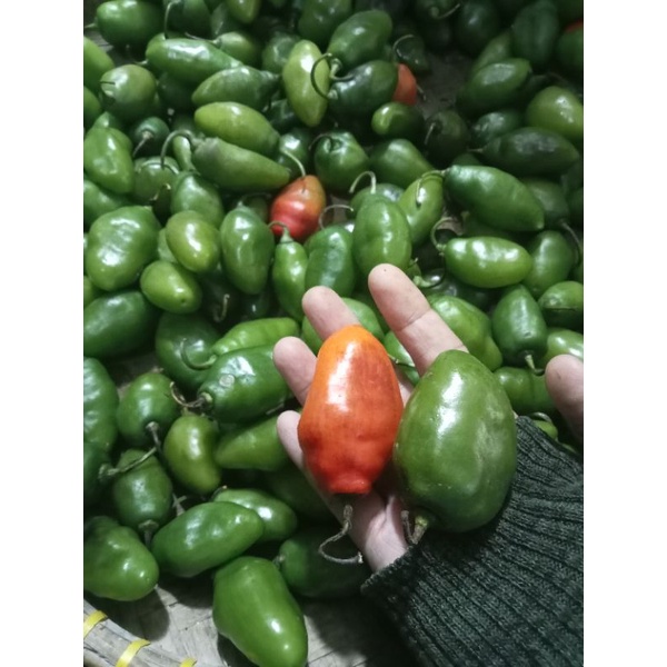 cabe bendot garut 250gr