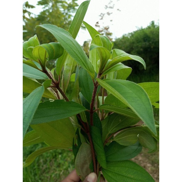 

Daun Harendong senggani segar500gram