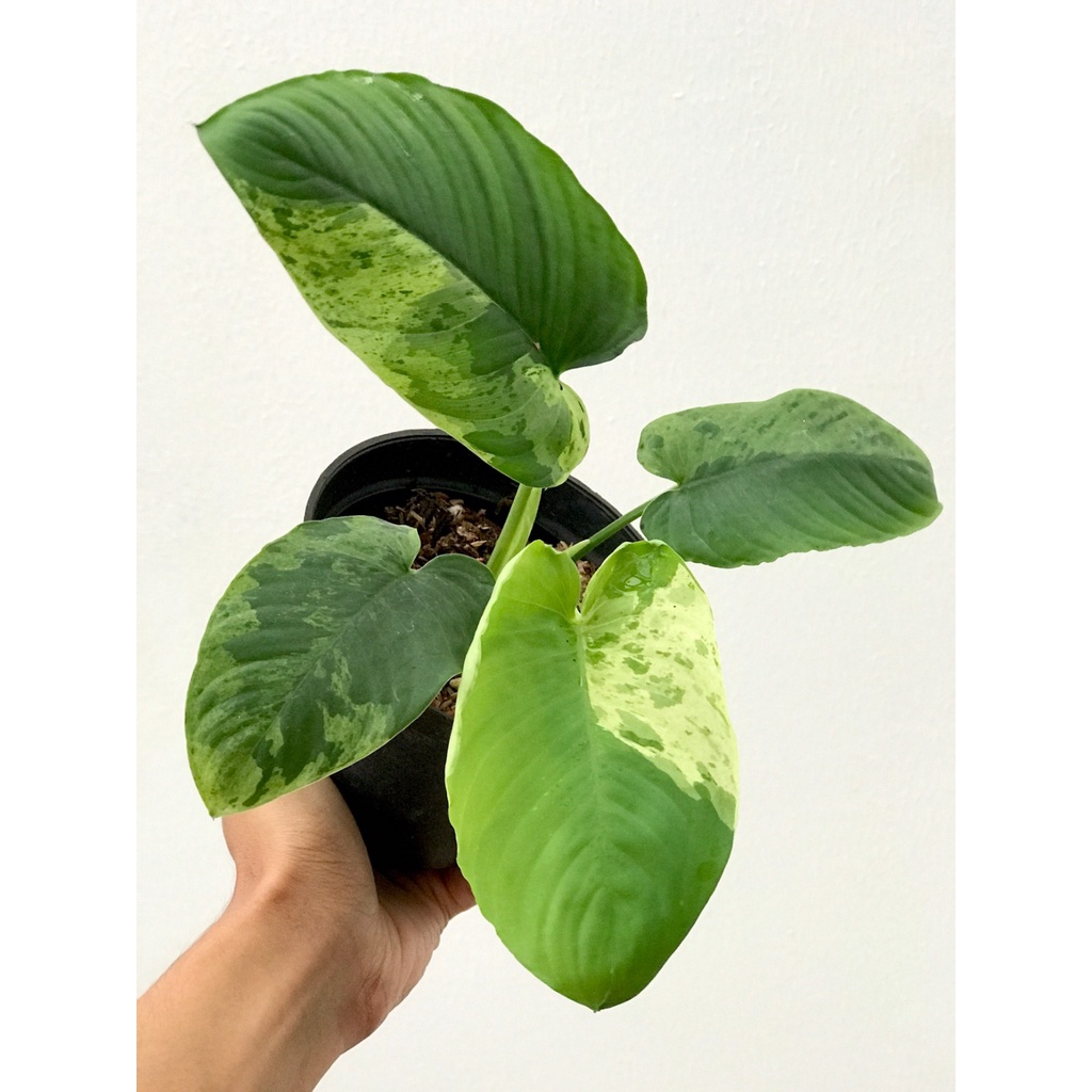 Homalomena Sp Var Menor