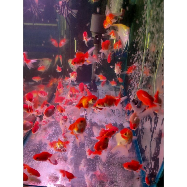 

ikan mas koki merah putih jambul oranda