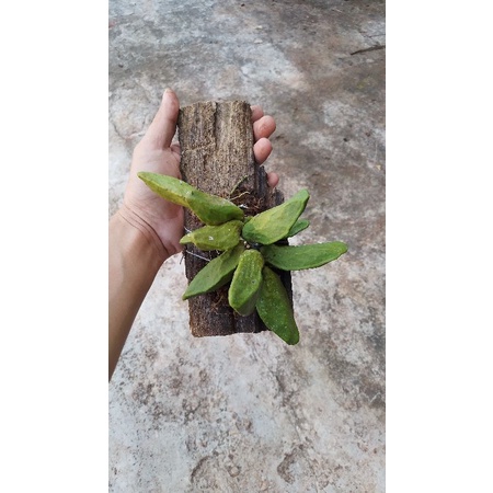 Dischidia major hoya