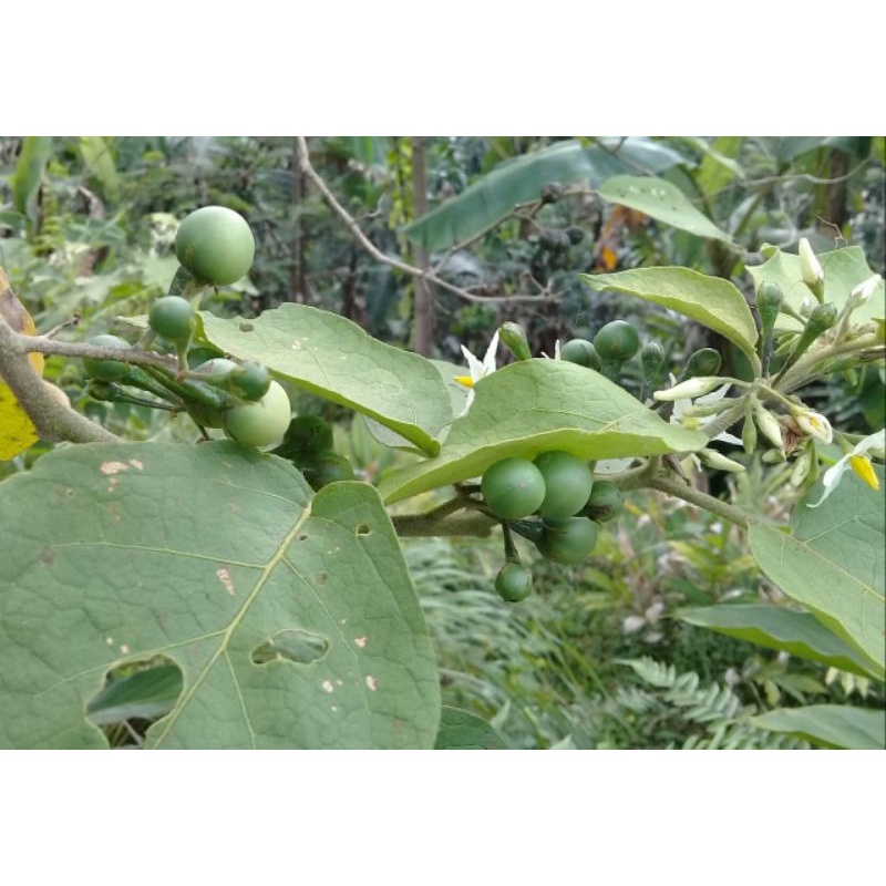 

Buah tekokak segar 200 gram