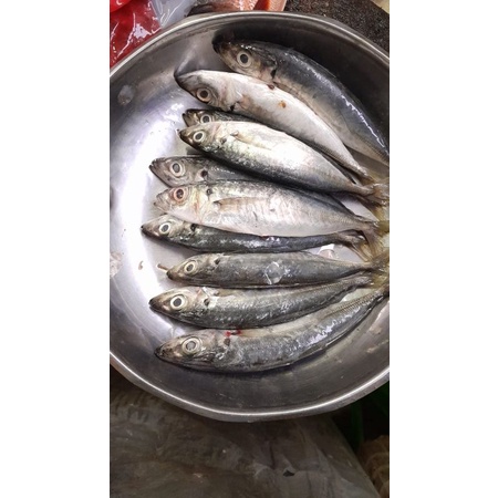 ikan sarden segar