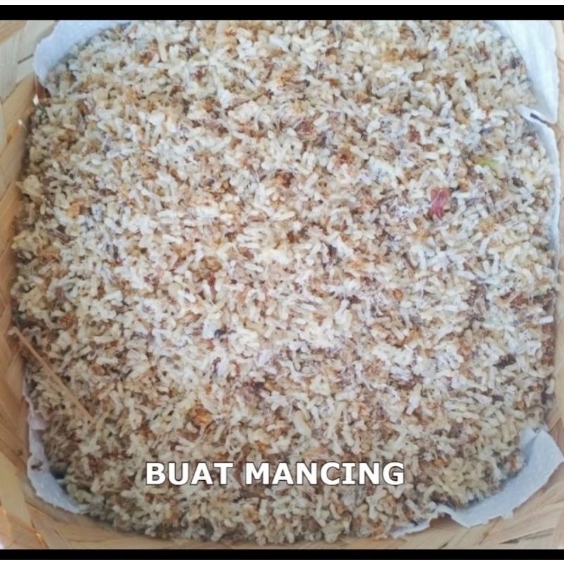 kroto super makanan burung telur semut