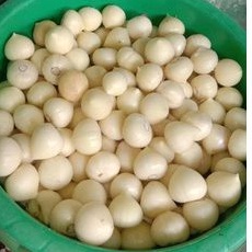 

bawang lanang kupas