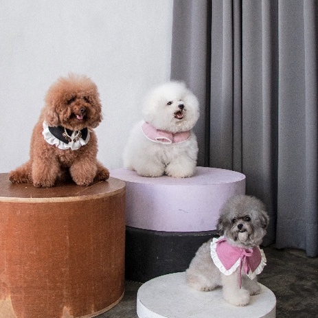 Spy with style Dog Bib + Collar