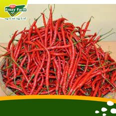 

Cabai Merah Segar 250gr Medan/ Cabe Merah | Frozy Farm (termurah)