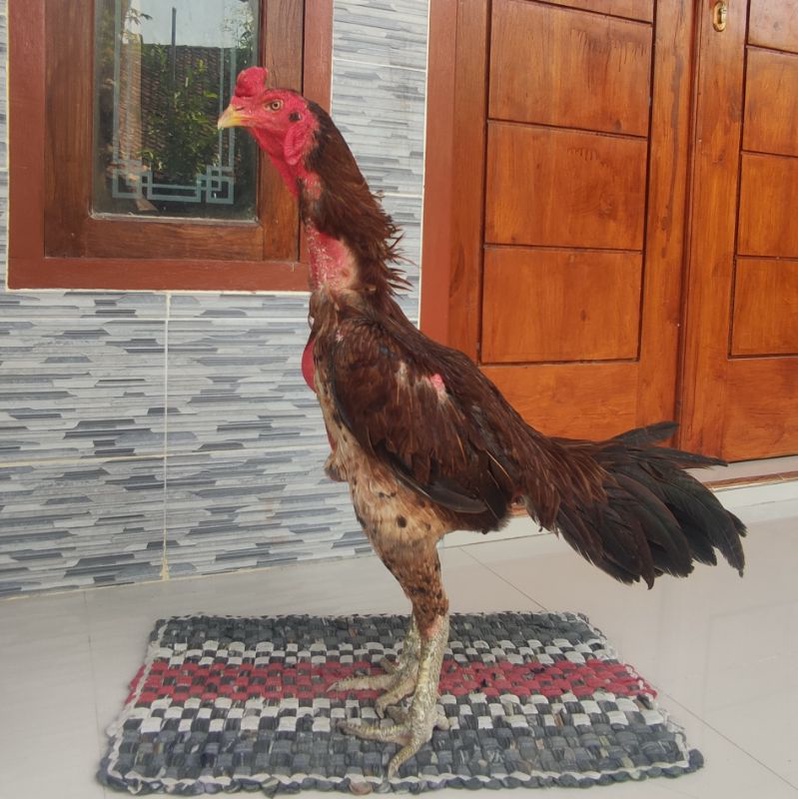 Telur Fertil Ayam Ganoi Bulbi Big Size