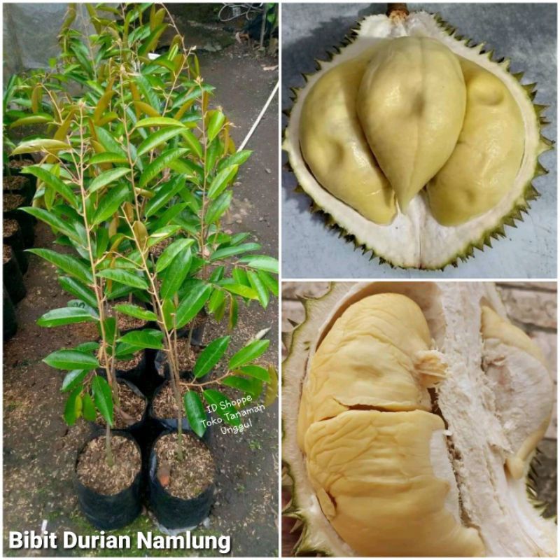 Durian namlung kaki tiga